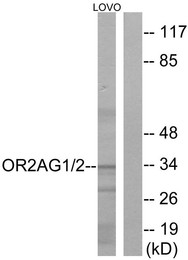 OR2AG1 + OR2AG2 Antibody - Western blot analysis of lysates from LOVO cells, using OR2AG1/2AG2 Antibody. The lane on the right is blocked with the synthesized peptide.