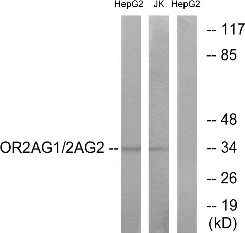 OR2AG1 + OR2AG2 Antibody - Western blot analysis of lysates from HepG2 and Jurkat cells, using OR2AG1/2AG2 Antibody. The lane on the right is blocked with the synthesized peptide.