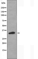 OR2AG1 + OR2AG2 Antibody - Western blot analysis of extracts of LOVO cells using OR2AG1/2AG2 antibody.