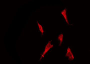 OR2AG1 + OR2AG2 Antibody - Staining LOVO cells by IF/ICC. The samples were fixed with PFA and permeabilized in 0.1% Triton X-100, then blocked in 10% serum for 45 min at 25°C. The primary antibody was diluted at 1:200 and incubated with the sample for 1 hour at 37°C. An Alexa Fluor 594 conjugated goat anti-rabbit IgG (H+L) Ab, diluted at 1/600, was used as the secondary antibody.