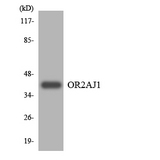 OR2AJ1 Antibody - Western blot analysis of the lysates from HT-29 cells using OR2AJ1 antibody.