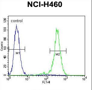 OR2B11 Antibody - OR2B11 Antibody flow cytometry of NCI-H460 cells (right histogram) compared to a negative control cell (left histogram). FITC-conjugated goat-anti-rabbit secondary antibodies were used for the analysis.