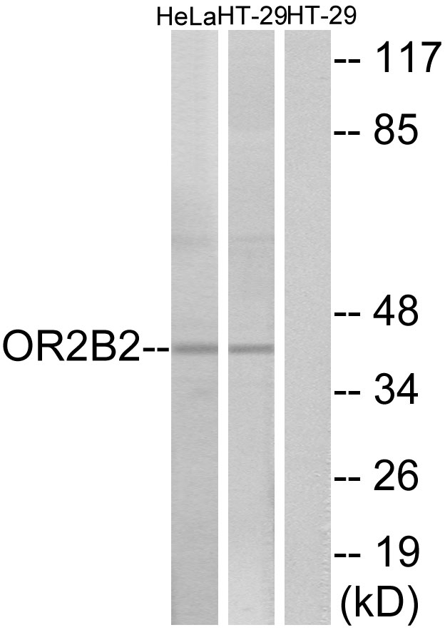 OR2B2 Antibody - Western blot analysis of lysates from HeLa and HT-29 cells, using OR2B2 Antibody. The lane on the right is blocked with the synthesized peptide.