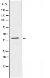 OR2B2 Antibody - Western blot analysis of extracts of HeLa cells using OR2B2 antibody.