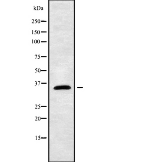 OR2B3 Antibody - Western blot analysis OR2B3 using HeLa whole cells lysates