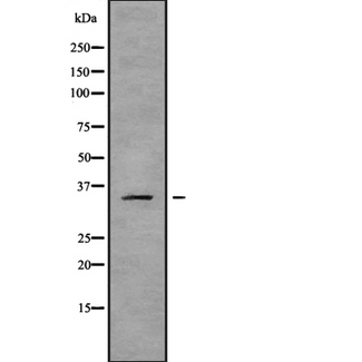 OR2B6 Antibody - Western blot analysis OR2B6 using K562 whole cells lysates