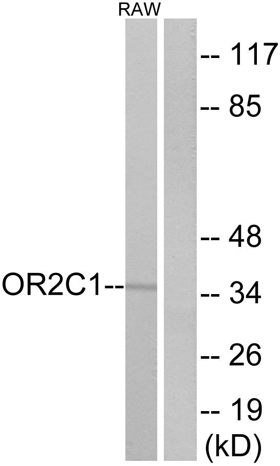 OR2C1 Antibody - Western blot analysis of lysates from RAW264.7 cells, using OR2C1 Antibody. The lane on the right is blocked with the synthesized peptide.