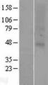 OR2C1 Protein - Western validation with an anti-DDK antibody * L: Control HEK293 lysate R: Over-expression lysate
