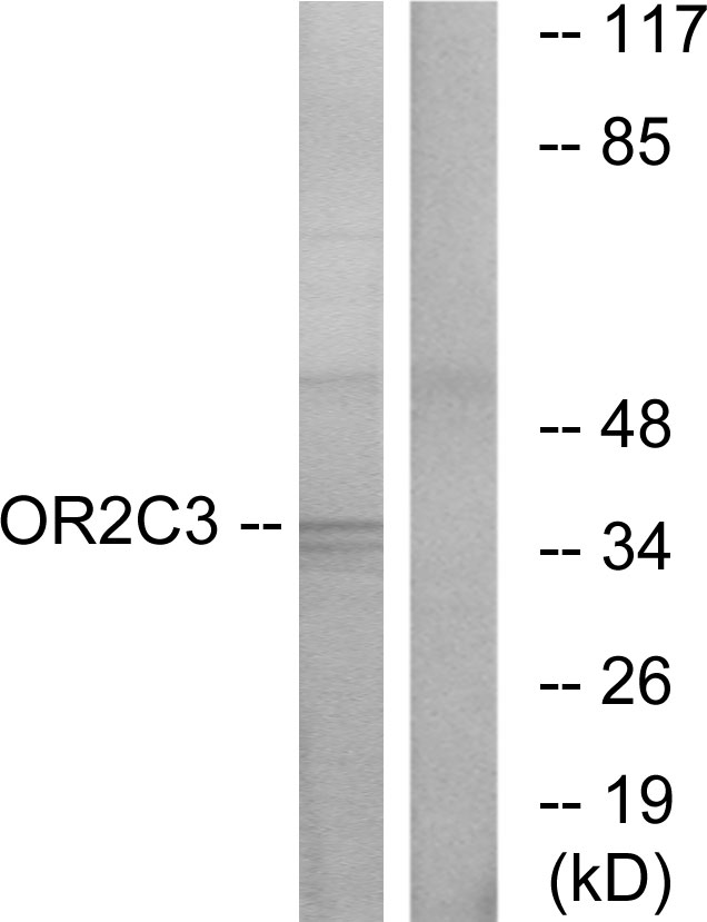 OR2C3 Antibody - Western blot analysis of lysates from COLO cells, using OR2C3 Antibody. The lane on the right is blocked with the synthesized peptide.