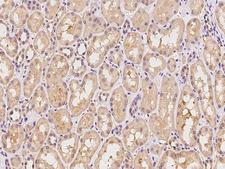 OR2C3 Antibody - Immunochemical staining of human OR2C3 in human kidney with rabbit polyclonal antibody at 1:100 dilution, formalin-fixed paraffin embedded sections.