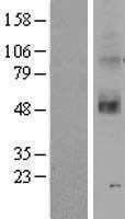 OR2C3 Protein - Western validation with an anti-DDK antibody * L: Control HEK293 lysate R: Over-expression lysate