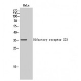 OR2D3 Antibody - Western blot of Olfactory receptor 2D3 antibody