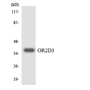 OR2D3 Antibody - Western blot analysis of the lysates from HepG2 cells using OR2D3 antibody.