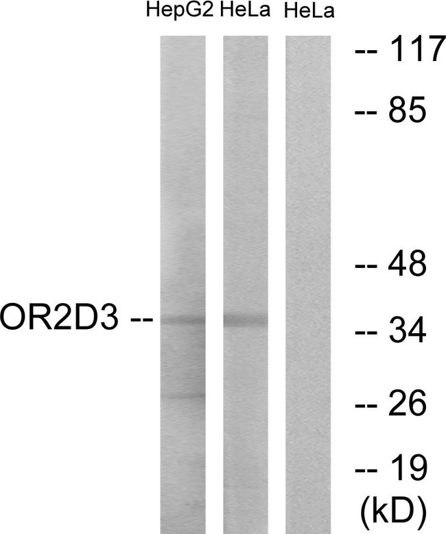 OR2D3 Antibody - Western blot analysis of lysates from HeLa and HepG2 cells, using OR2D3 Antibody. The lane on the right is blocked with the synthesized peptide.