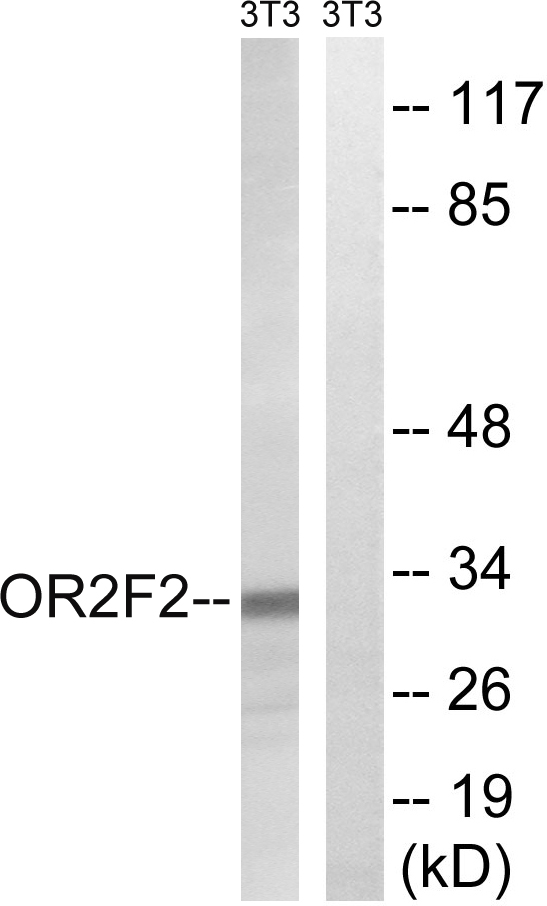OR2F2 Antibody - Western blot analysis of lysates from NIH/3T3 cells, using OR2F2 Antibody. The lane on the right is blocked with the synthesized peptide.