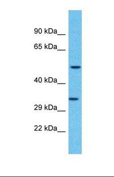 OR2F2 Antibody - Western blot of Human Jurkat. OR2F2 antibody dilution 1.0 ug/ml.  This image was taken for the unconjugated form of this product. Other forms have not been tested.