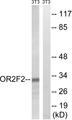 OR2F2 Antibody - Western blot analysis of extracts from 3T3 cells, using OR2F2 antibody.