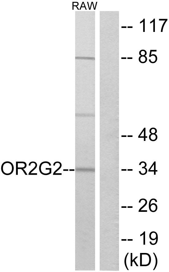 OR2G2 Antibody - Western blot analysis of lysates from RAW264.7 cells, using OR2G2 Antibody. The lane on the right is blocked with the synthesized peptide.