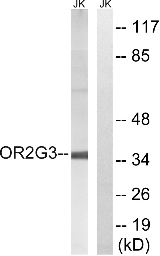 OR2G3 Antibody - Western blot analysis of lysates from Jurkat cells, using OR2G3 Antibody. The lane on the right is blocked with the synthesized peptide.
