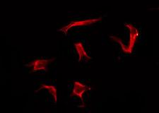 OR2G3 Antibody - Staining HeLa cells by IF/ICC. The samples were fixed with PFA and permeabilized in 0.1% Triton X-100, then blocked in 10% serum for 45 min at 25°C. The primary antibody was diluted at 1:200 and incubated with the sample for 1 hour at 37°C. An Alexa Fluor 594 conjugated goat anti-rabbit IgG (H+L) Ab, diluted at 1/600, was used as the secondary antibody.