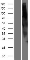 OR2G6 Protein - Western validation with an anti-DDK antibody * L: Control HEK293 lysate R: Over-expression lysate