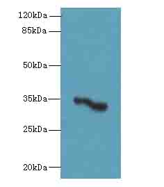 OR2H1 Antibody - Western blot. All lanes: OR2H1 antibody at 0.5 ug/ml+Mos- liver tissue Goat polyclonal to rabbit at 1:10000 dilution. Predicted band size: 35 kDa. Observed band size: 35 kDa.