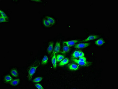 OR2H1 Antibody - Immunofluorescent analysis of HepG2 cells using OR2H1 Antibody at dilution of 1:100 and Alexa Fluor 488-congugated AffiniPure Goat Anti-Rabbit IgG(H+L)