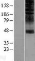 OR2H1 Protein - Western validation with an anti-DDK antibody * L: Control HEK293 lysate R: Over-expression lysate