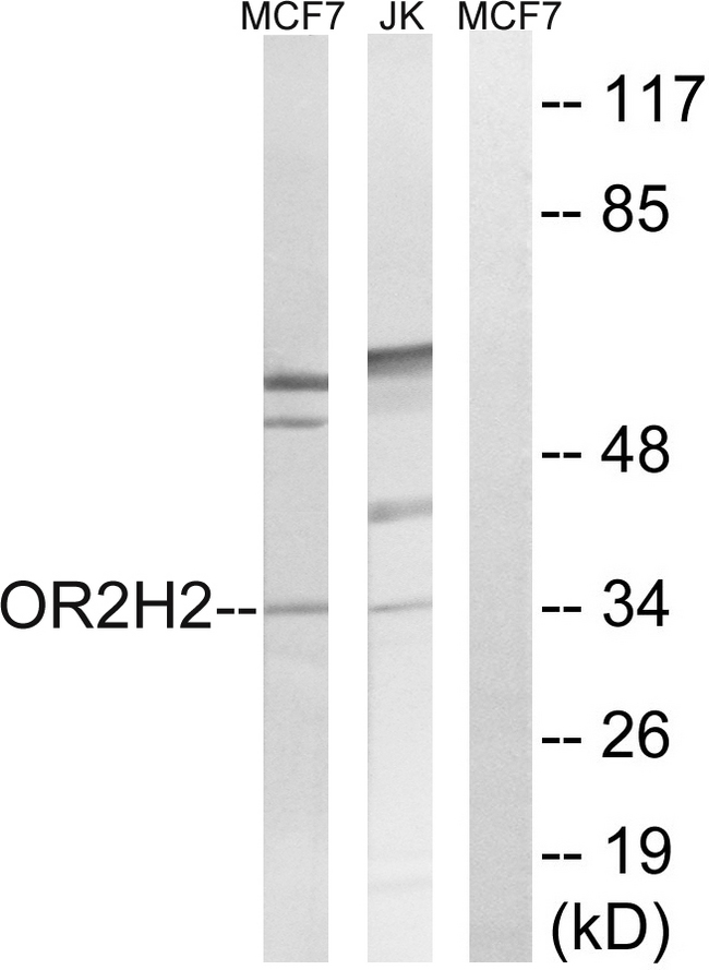 OR2H3 / OR2H2 Antibody - Western blot analysis of lysates from Jurkat and MCF-7 cells, using OR2H2 Antibody. The lane on the right is blocked with the synthesized peptide.