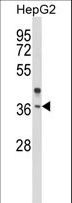 OR2H3 / OR2H2 Antibody - Western blot of OR2H2 Antibody in HepG2 cell line lysates (35 ug/lane). OR2H2 (arrow) was detected using the purified antibody.