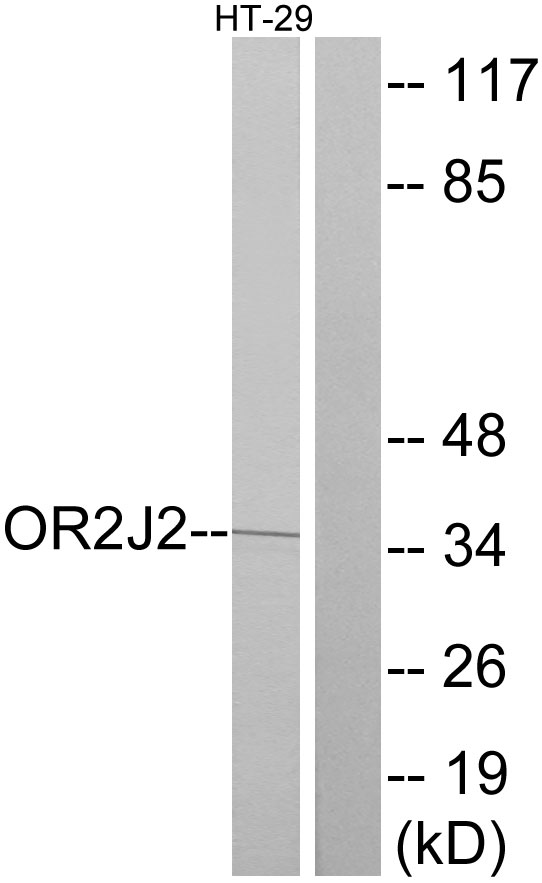 OR2J2 Antibody - Western blot analysis of lysates from HT-29 cells, using OR2J2 Antibody. The lane on the right is blocked with the synthesized peptide.