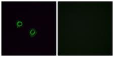 OR2J3 Antibody - Immunofluorescence analysis of A549 cells, using OR2J3 Antibody. The picture on the right is blocked with the synthesized peptide.