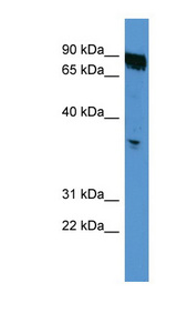 OR2K2 Antibody - OR2K2 antibody Western blot of A549 cell lysate.  This image was taken for the unconjugated form of this product. Other forms have not been tested.