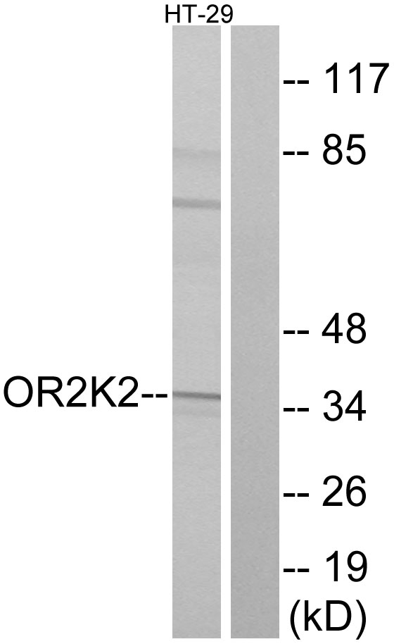 OR2K2 Antibody - Western blot analysis of lysates from HT-29 cells, using OR2K2 Antibody. The lane on the right is blocked with the synthesized peptide.