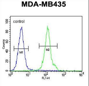 OR2L13 Antibody - OR2L13 Antibody flow cytometry of MDA-MB435 cells (right histogram) compared to a negative control cell (left histogram). FITC-conjugated goat-anti-rabbit secondary antibodies were used for the analysis.