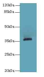OR2L13 Antibody - Western blot. All lanes: OR2L13 antibody at 6 ug/ml+Mos- liver tissue Goat polyclonal to rabbit at 1:10000 dilution. Predicted band size: 36 kDa. Observed band size: 36 kDa.