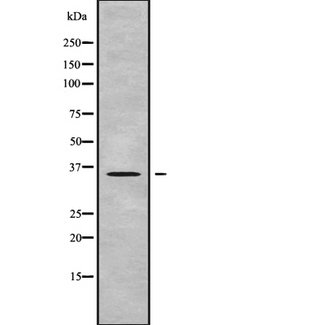 OR2L13 Antibody - Western blot analysis OR2L13 using HepG2 whole cells lysates