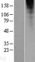 OR2L13 Protein - Western validation with an anti-DDK antibody * L: Control HEK293 lysate R: Over-expression lysate