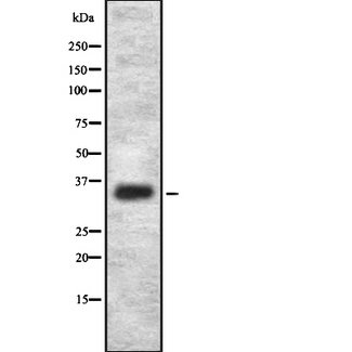 OR2L2 Antibody - Western blot analysis OR2L2 using HepG2 whole cells lysates