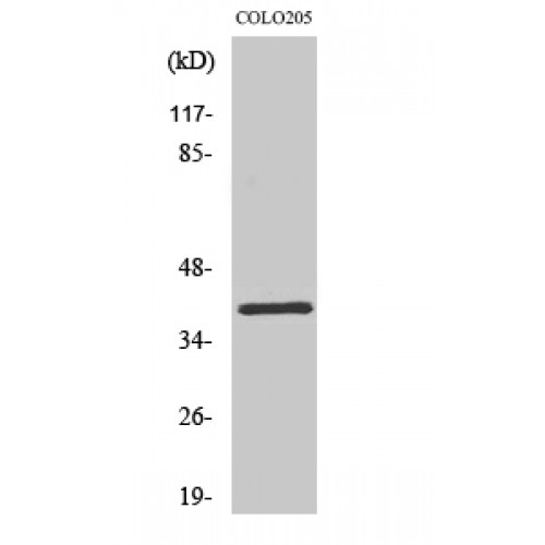 OR2L5 Antibody - Western blot of Olfactory receptor 2L5 antibody