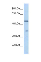 OR2L8 Antibody - OR2L8 antibody Western blot of U937 Cell lysate. Antibody concentration 1 ug/ml.  This image was taken for the unconjugated form of this product. Other forms have not been tested.
