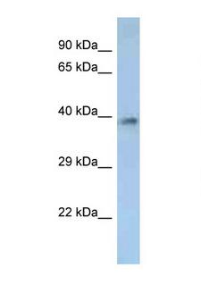 OR2M2 Antibody - OR2M2 antibody Western blot of 1 Cell lysate. Antibody concentration 1 ug/ml.  This image was taken for the unconjugated form of this product. Other forms have not been tested.