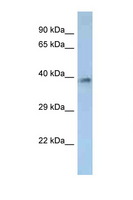 OR2M2 Antibody - OR2M2 antibody Western blot of 1 Cell lysate. Antibody concentration 1 ug/ml.  This image was taken for the unconjugated form of this product. Other forms have not been tested.