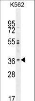 OR2M3 Antibody - OR2M3 Antibody western blot of K562 cell line lysates (35 ug/lane). The OR2M3 antibody detected the OR2M3 protein (arrow).