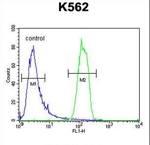 OR2M3 Antibody - OR2M3 Antibody flow cytometry of K562 cells (right histogram) compared to a negative control cell (left histogram). FITC-conjugated goat-anti-rabbit secondary antibodies were used for the analysis.