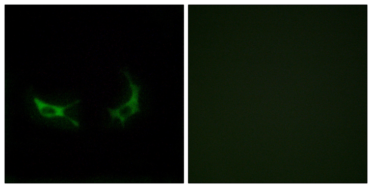 OR2M5 Antibody - Immunofluorescence analysis of LOVO cells, using OR2M3 Antibody. The picture on the right is blocked with the synthesized peptide.
