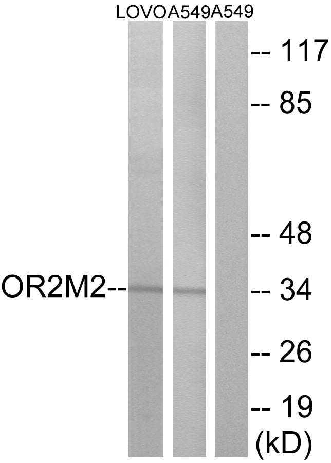 OR2M5 Antibody - Western blot analysis of lysates from LOVO and A549 cells, using OR2M2 Antibody. The lane on the right is blocked with the synthesized peptide.