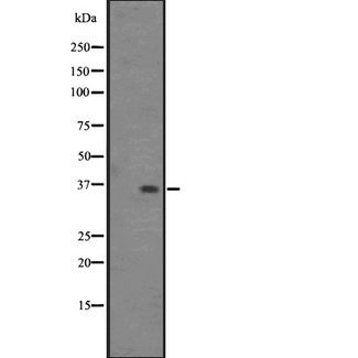OR2S2 Antibody - Western blot analysis of OR2S2 expression in HepG2 whole cells lysate. The lane on the left is treated with the antigen-specific peptide.