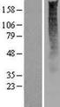 OR2S2 Protein - Western validation with an anti-DDK antibody * L: Control HEK293 lysate R: Over-expression lysate