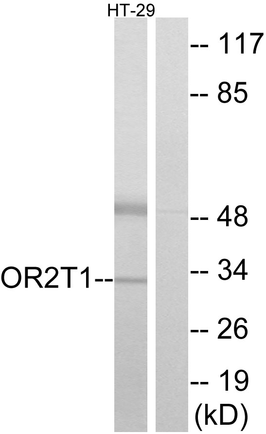 OR2T1 Antibody - Western blot analysis of lysates from HT-29 cells, using OR2T1 Antibody. The lane on the right is blocked with the synthesized peptide.